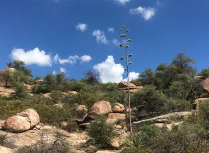 Boulder and desert shrub landscape against blue sky.